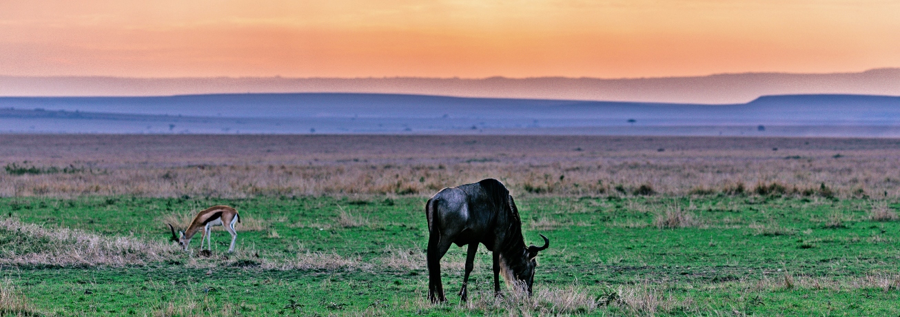 wildebeest migration safari in kenya